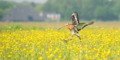 Biodiversiteit